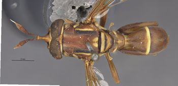 Media type: image;   Entomology 21905 Aspect: habitus dorsal view